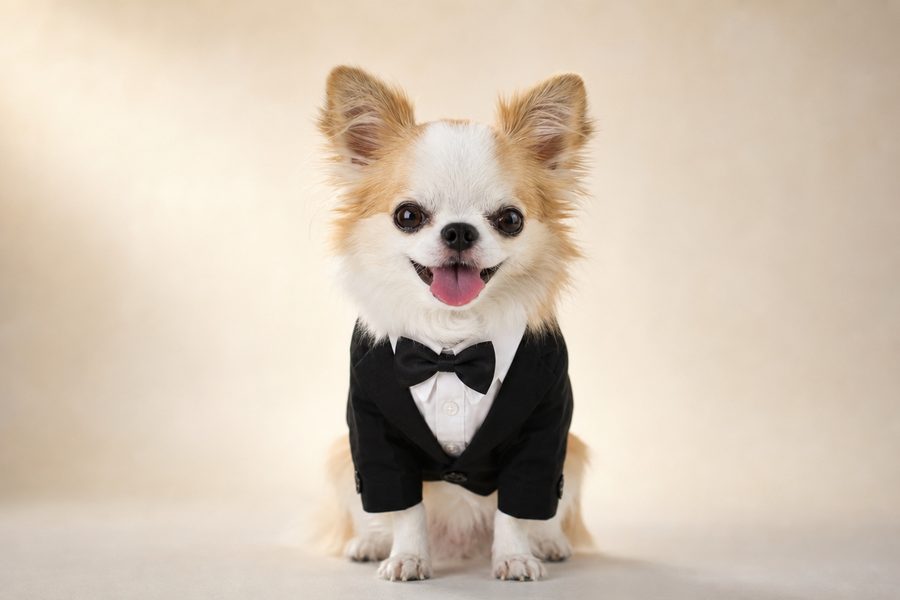 チャイ 専務取締犬