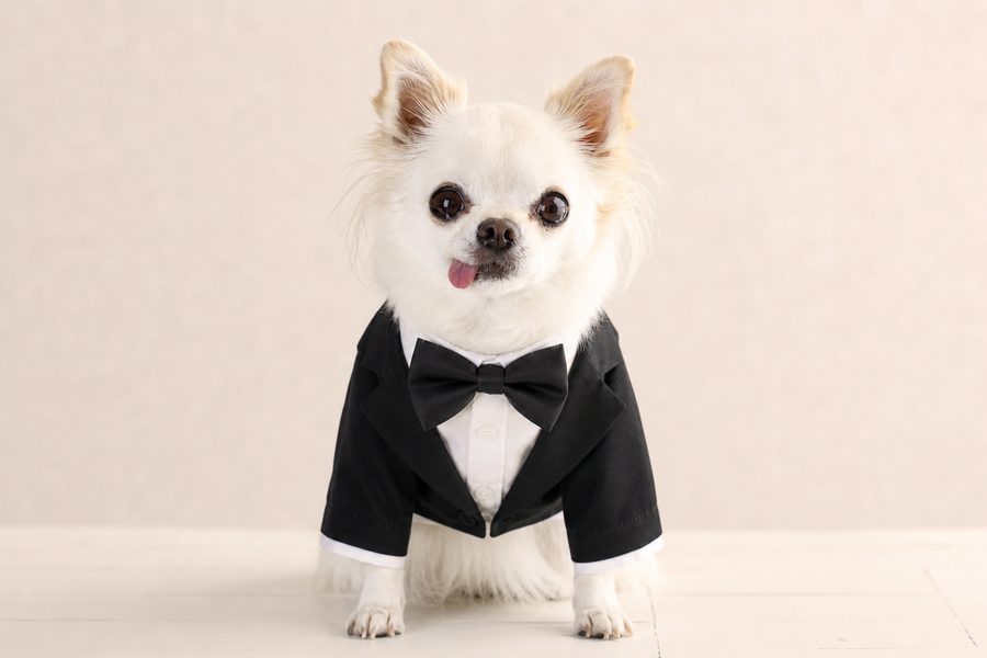 ミルク 会長犬